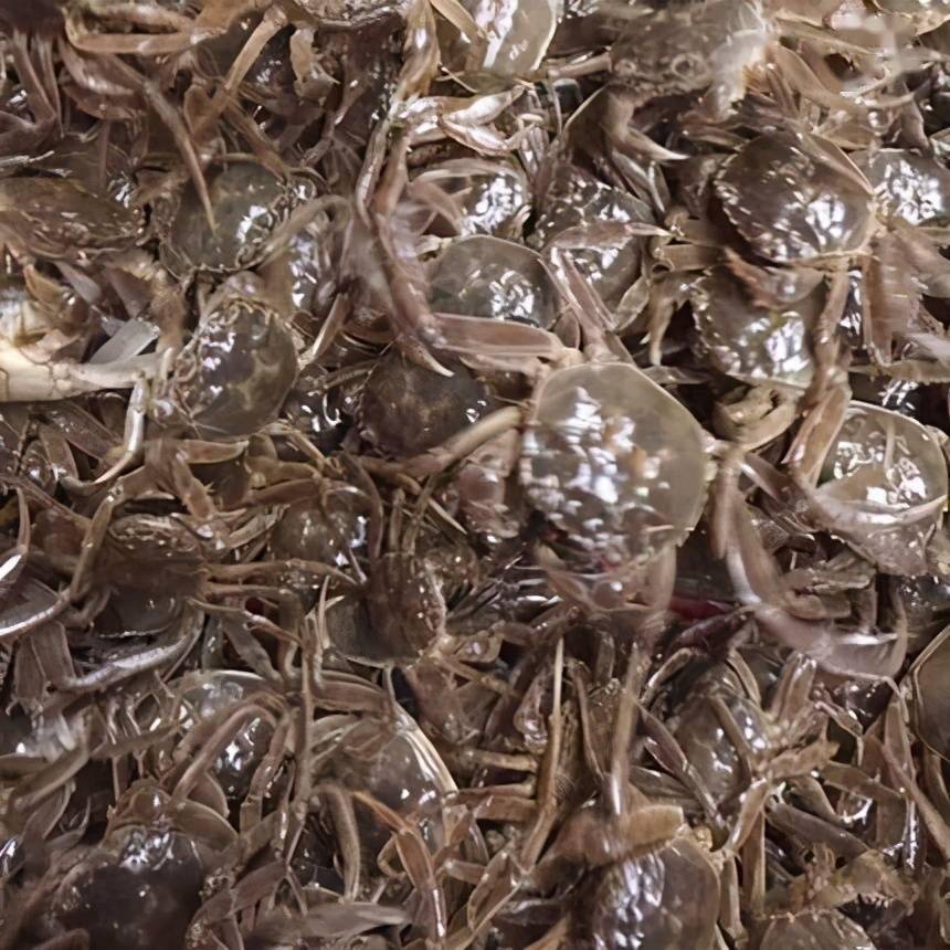 资助项目2020年河蟹大眼幼体产销调研