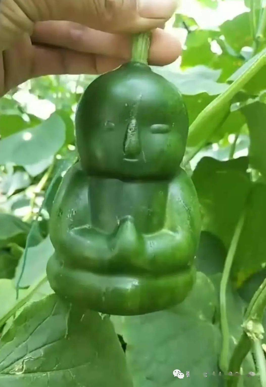 小黄瓜怎样造型 7922691bd97343a8ae978e8740a4912e.jpeg