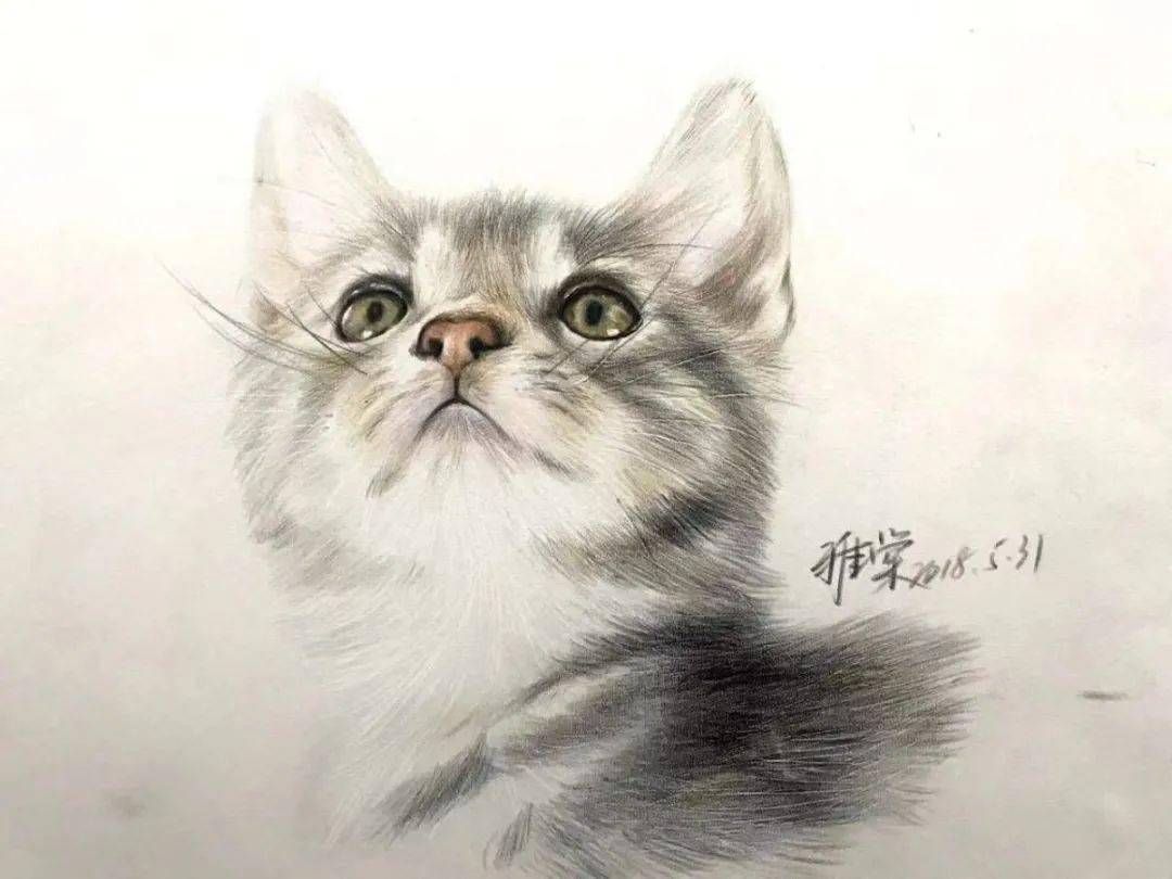 彩铅动物教程| 画笔下的可爱猫咪，也让猫奴爱不释手！_手机搜狐网