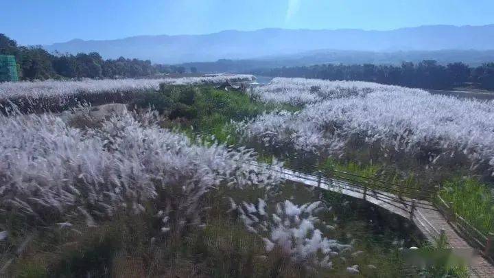 芦花开了春天还会远吗