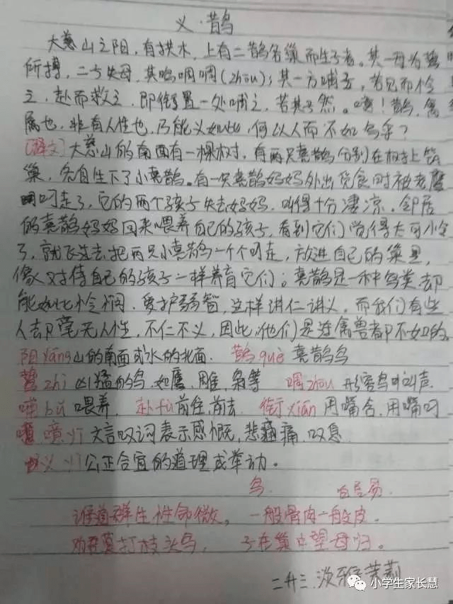 鹦鹉的简谱_鹦鹉简笔画(4)