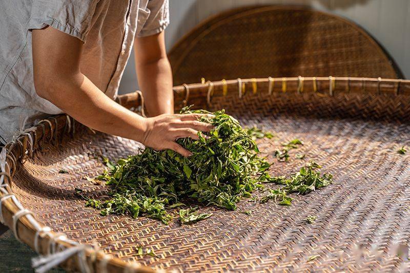 六个字,秒懂六大茶类工艺的区别