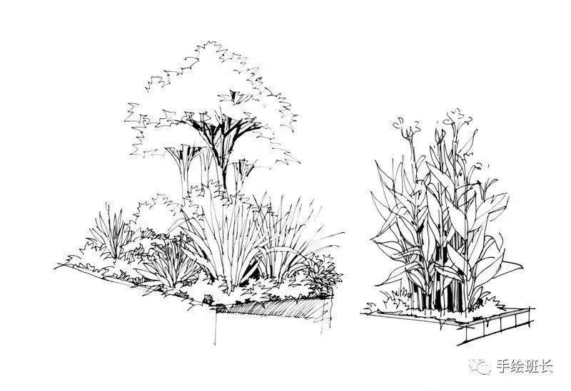 手绘学习景观设计手绘中轮廓植物的表现