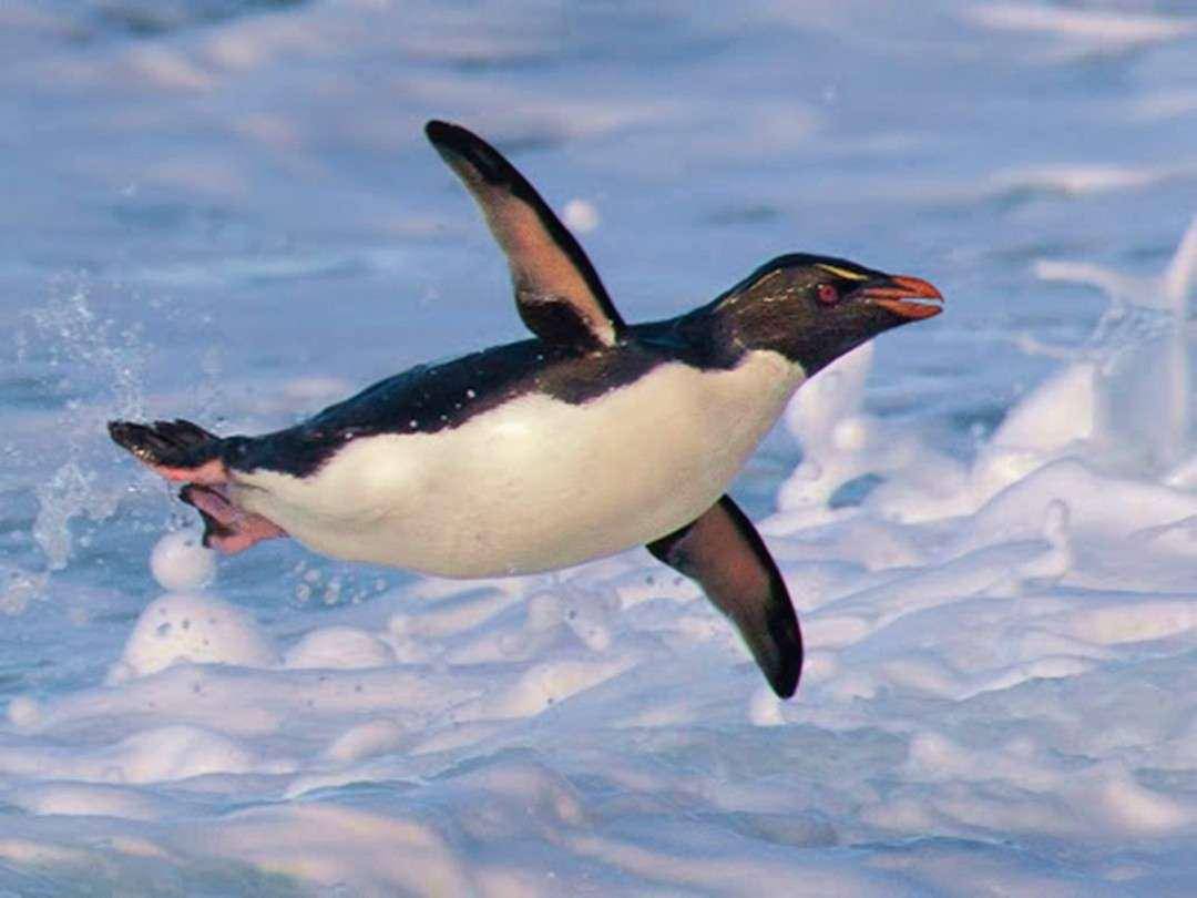 企鹅也许是爬行动物进化而来翅膀原本是前肢从来不会飞