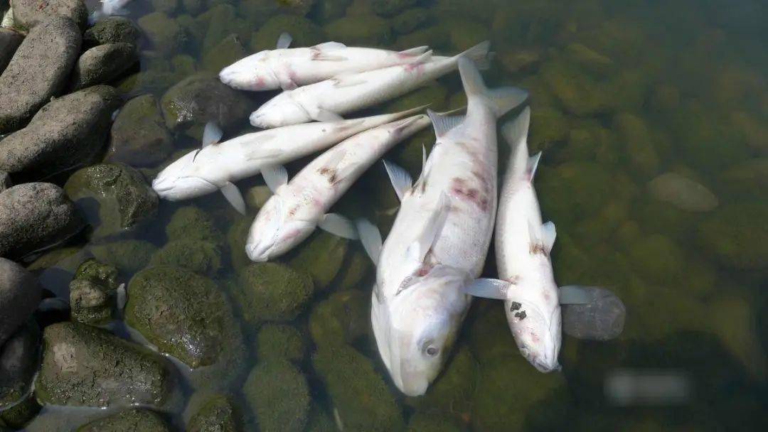 江苏13批食品不合格!扬州的是……这四种鱼千万不要买!