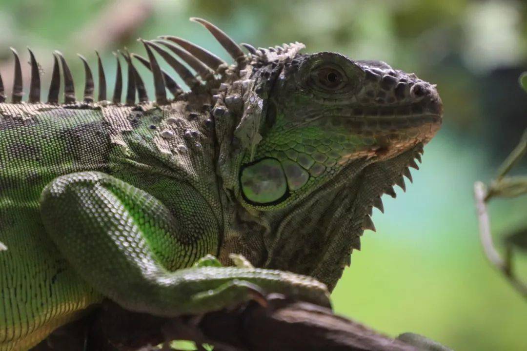 测试眼力,你敢来挑战吗?