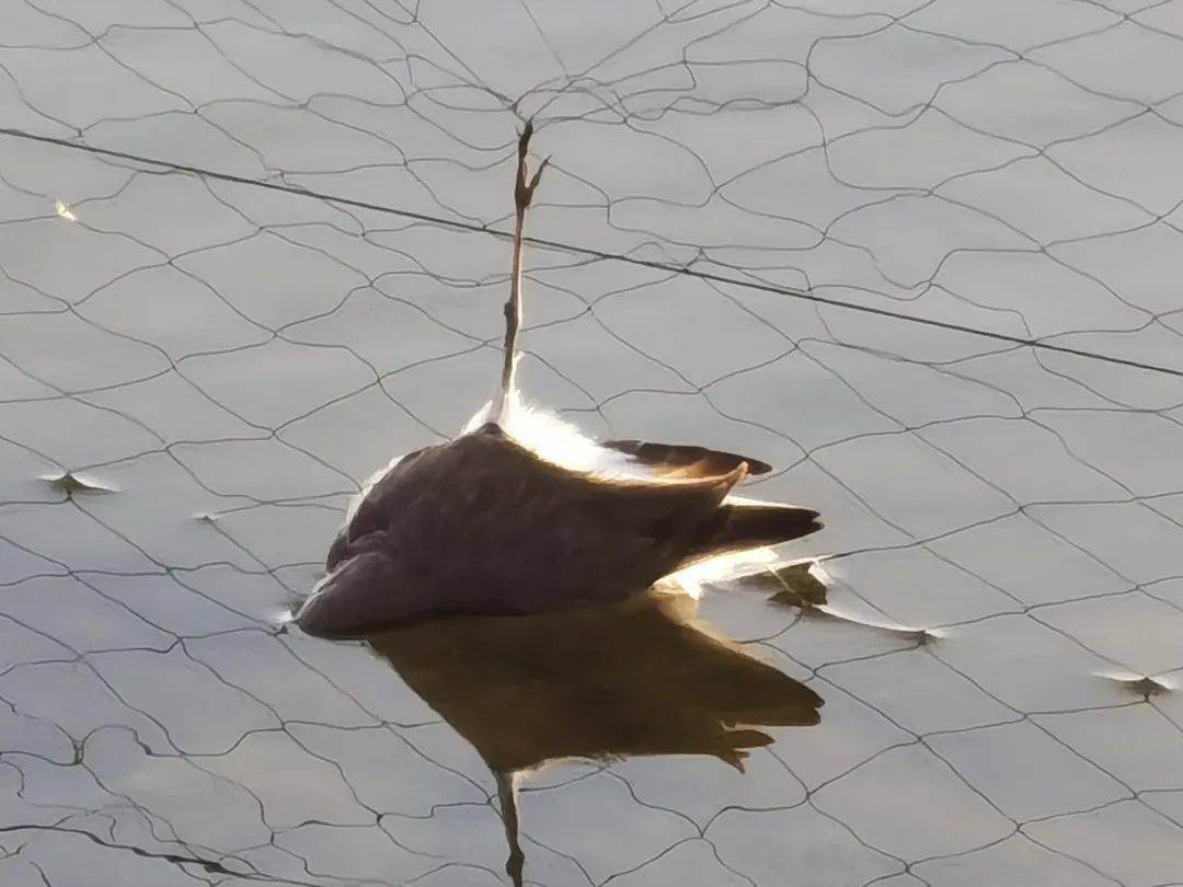 小鸟视频怎么拍 02e9654db8cb4d1981db05f9f9dedd3b.jpeg