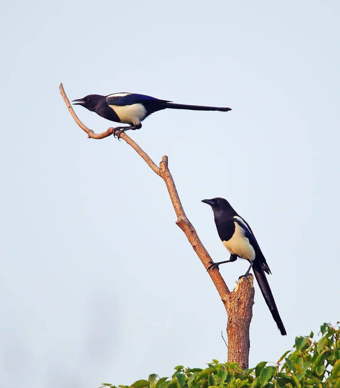 有人在慈溪拍下了这一幕……_喜鹊
