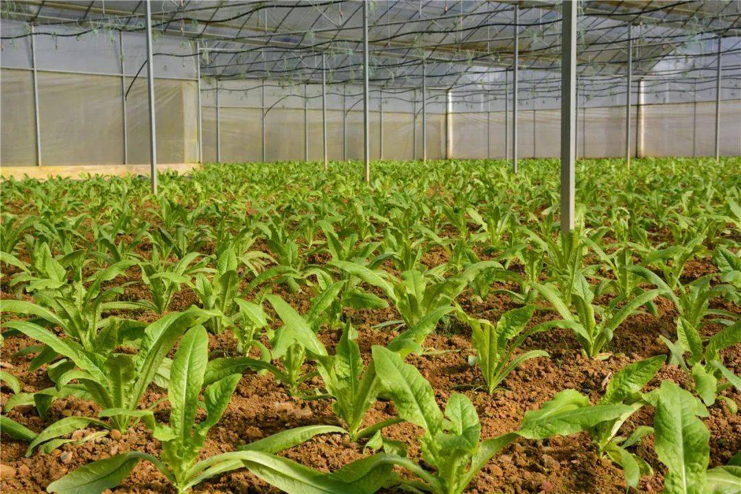 堃丰农业大棚里莴笋长势良好