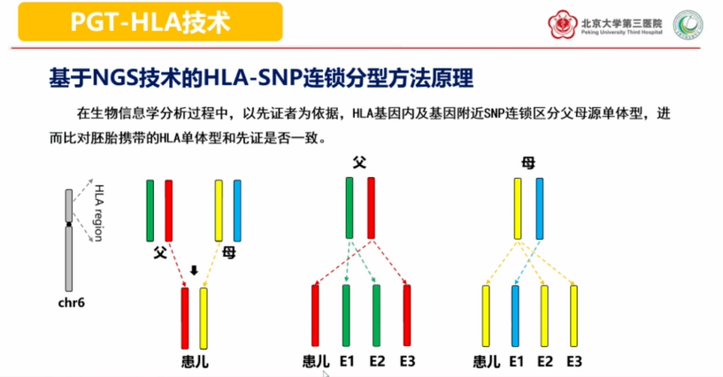 SNP分型