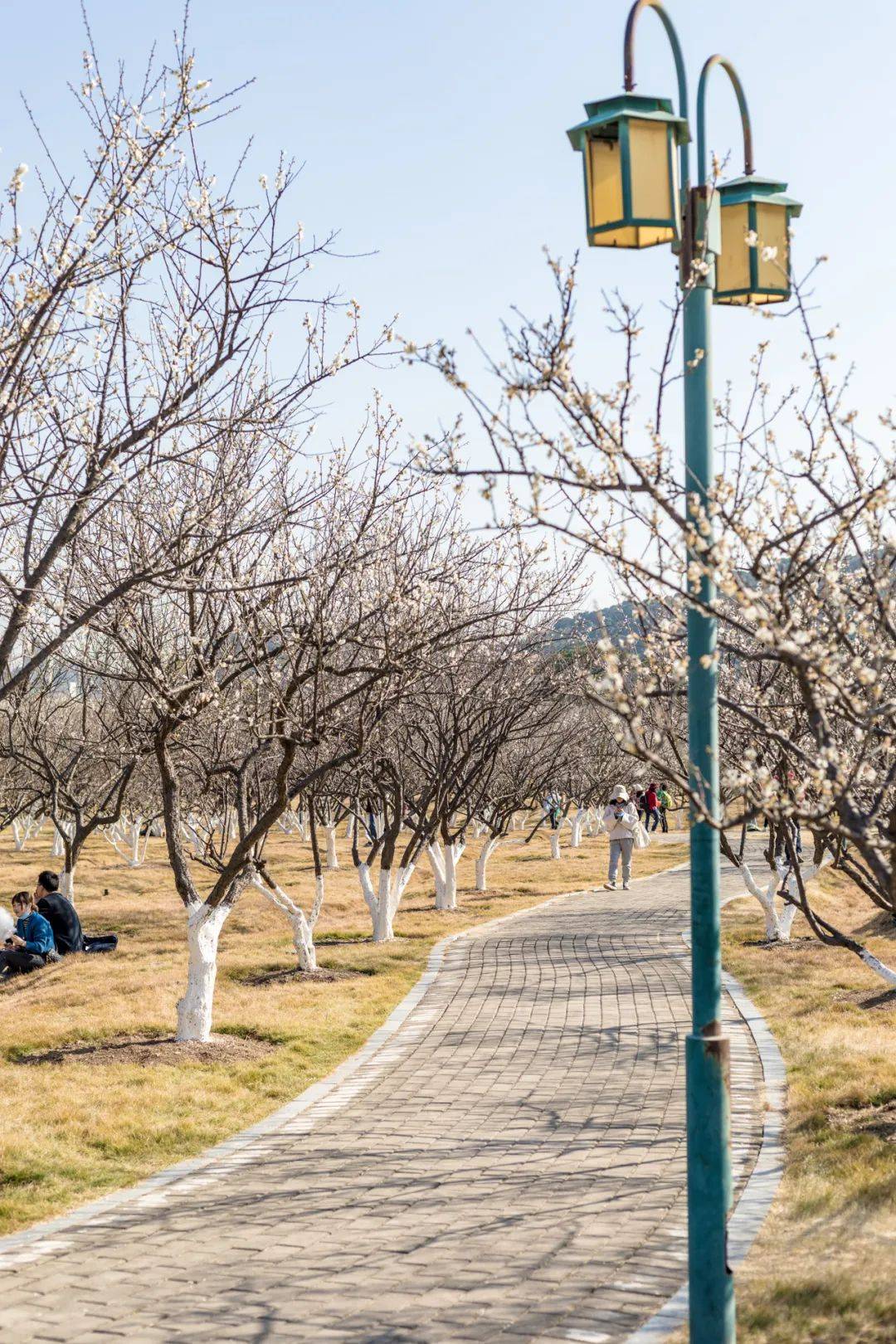 《广州赏梅指南》来了!在市中心的梅花村,就能看美爆的"梅花雪"!_西门