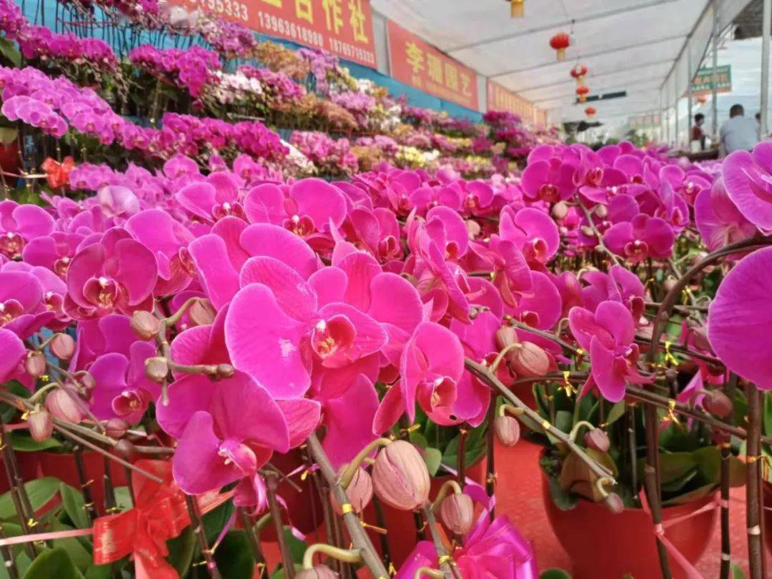 青州黄楼花卉市场位置图片