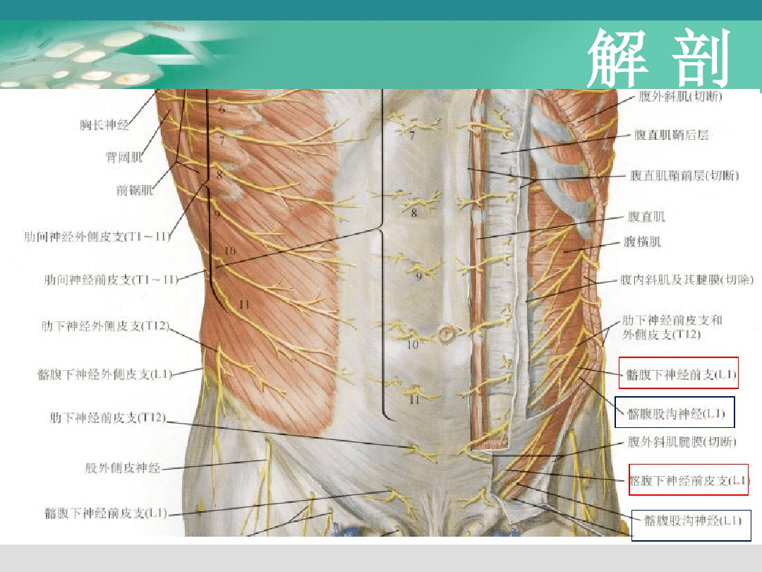 第1腰神经是髂腹下神经和髂腹股沟神经的起源神经,后两者均为腰丛的