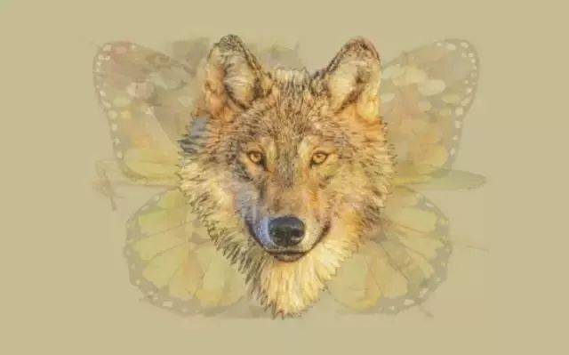 不忠实的动物有哪些 ad1ac6bf3d574d1d95955ffcb0a5750a.jpeg