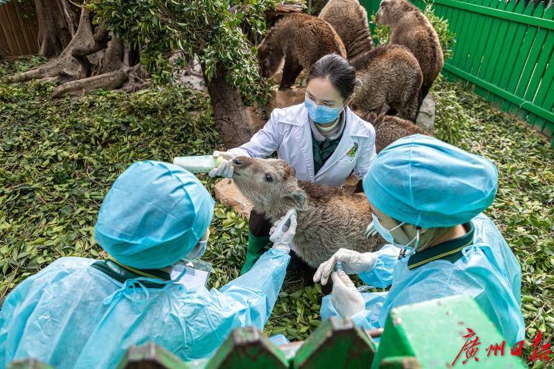 牛年到 国宝金毛羚牛连续多年在广州开枝散叶 群体