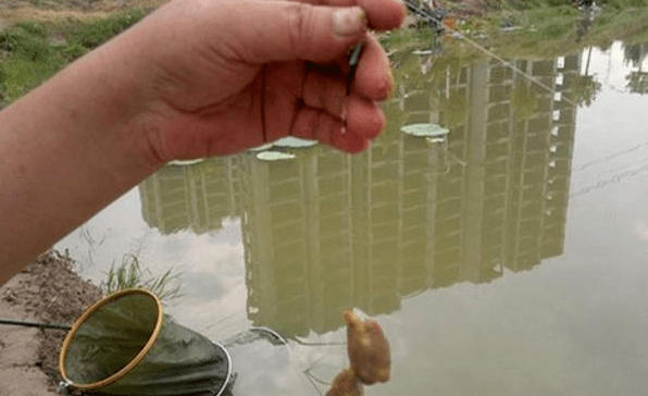 关于钓草鱼的钓法和饵料使用技巧你不知道的还有很多