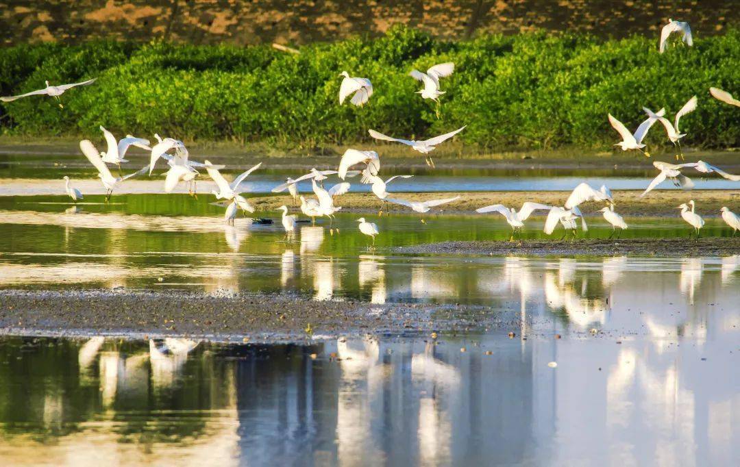 广西北海湿地公园图片图片