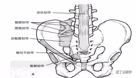 (持续15~20秒),同时向两侧倾斜,这样可以使骶结节韧带受到更大的应力