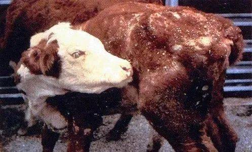 养牛技术牛疥螨病的症状传播和预防治疗