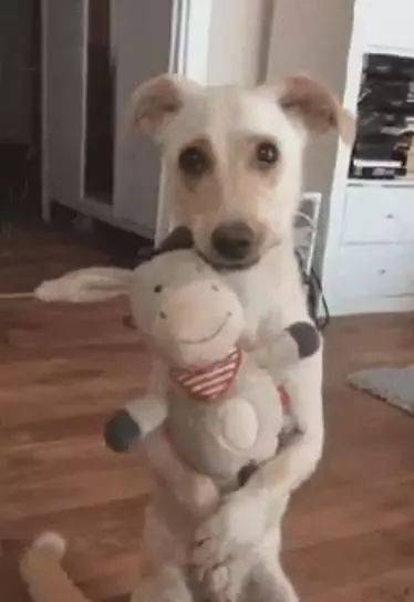 田園犬過生日，主人給它准備了一個大驚喜，狗狗的表現太暖心！ 萌趣萌寵 第3张