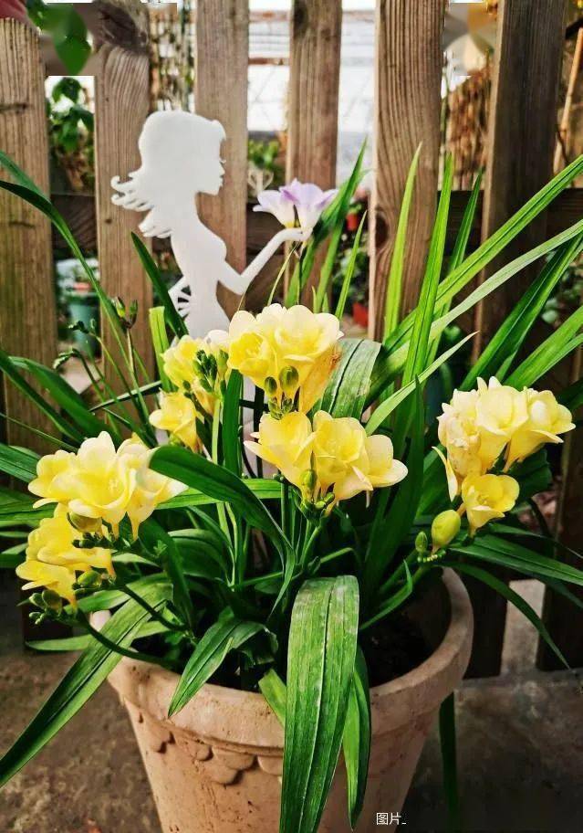 你们的小苍兰开花了吗