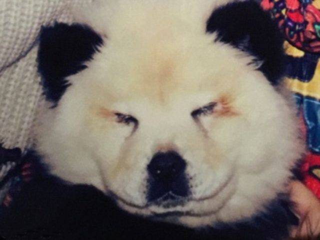 你以為這是愛狗？拜託，清醒點，這是在要它的命啊！ 萌趣萌寵 第12张