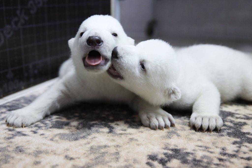 软萌!俄罗斯动物园新生两只北极熊宝宝