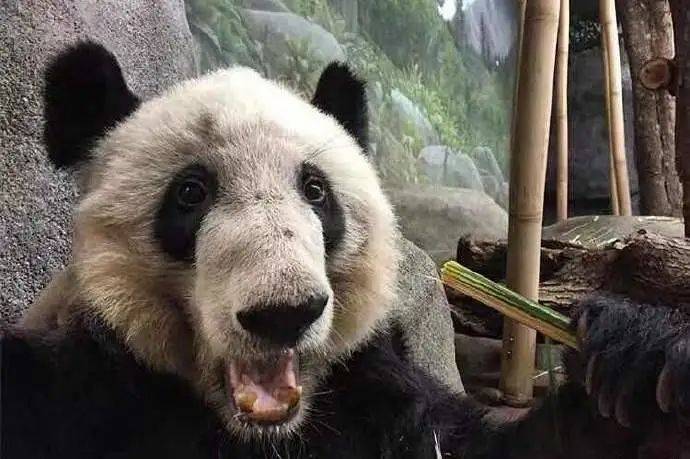 远在孟菲斯动物园的旅美大熊猫看起来瘦骨嶙峋没精神. 可怜.