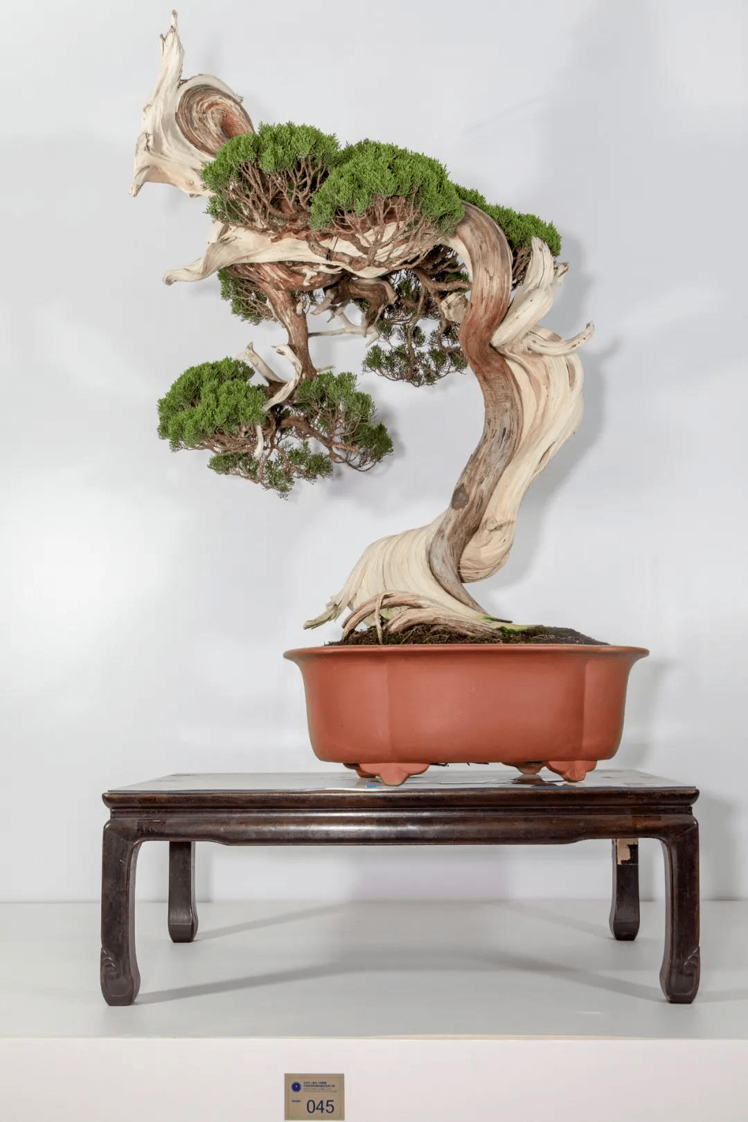 2020中国尊五大年度盆景收藏家耕园——评委徐昊打分全记录