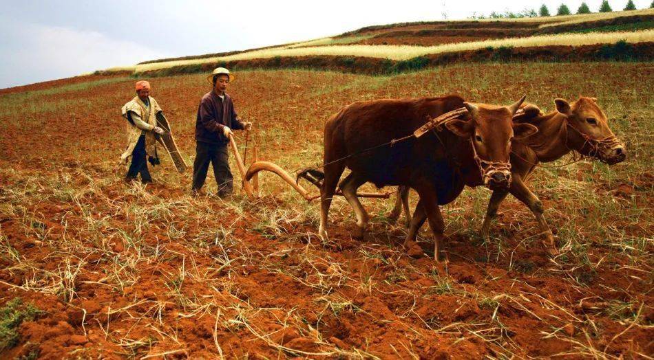 【科学阅读 】播种:农业社会最初的动作