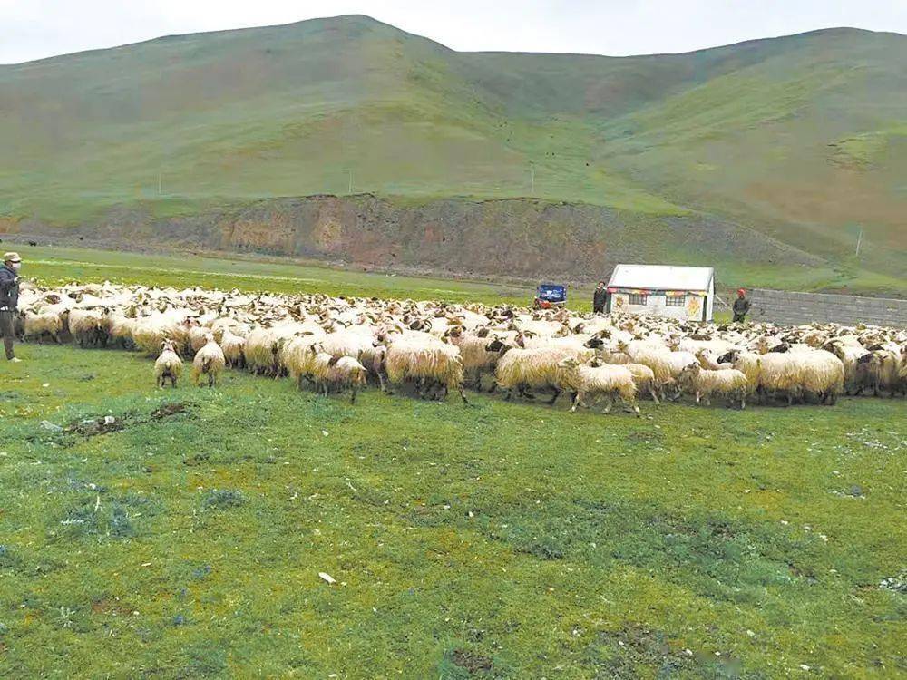 合作社里的羊群.通讯员 江永边巴 摄