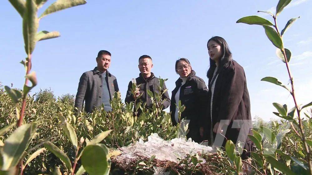 这段美轮美奂的视频是龙桥镇凌安村党支部书记,主任汪利1月13号下午在