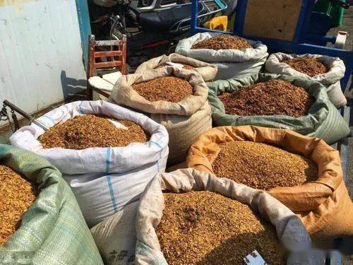 安军鹏抽旱烟的父亲