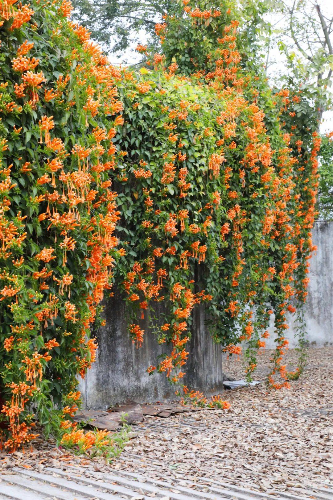三明这里的炮仗花绵延数十米长,叠成花海瀑布!