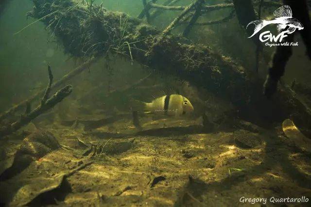 造景灵感哪里来原生图集来帮您