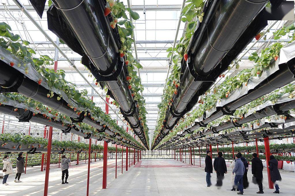 杭州草莓小镇示范园看农业大脑统领数字农场