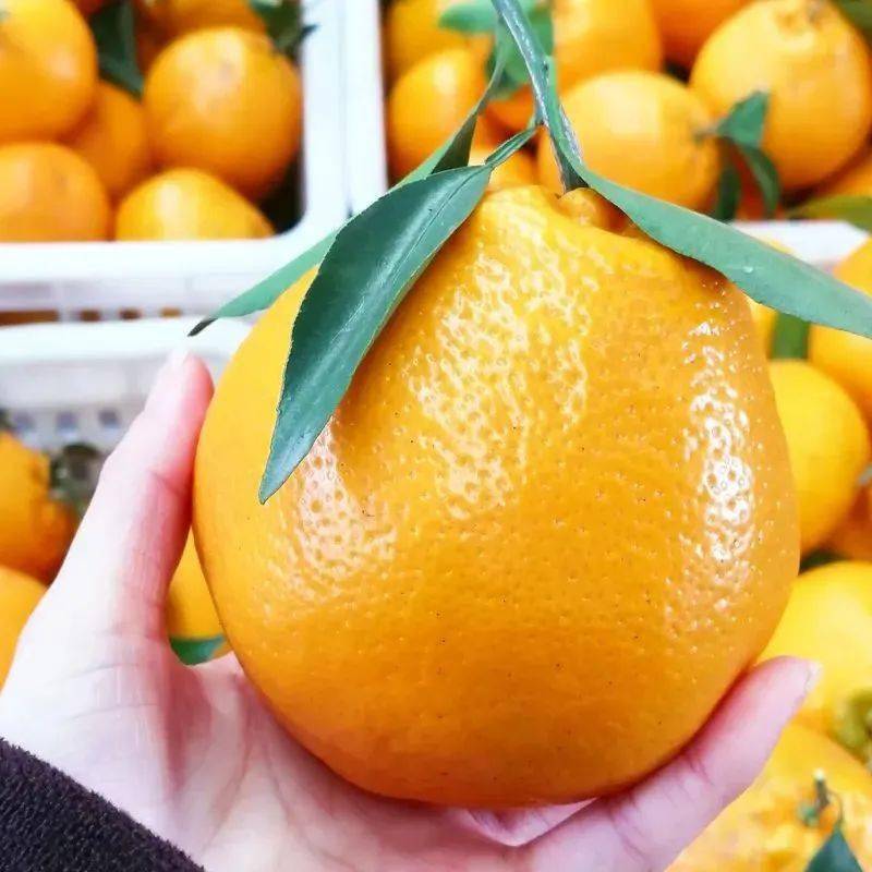 囤好货过新年顺丰包邮春见耙耙柑06299抢天府蜀都春见耙耙柑大果5斤