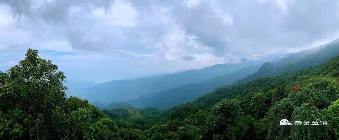 勐库大雪山动植物丰富多样,原始森林植被覆盖率高,生态环境优越.