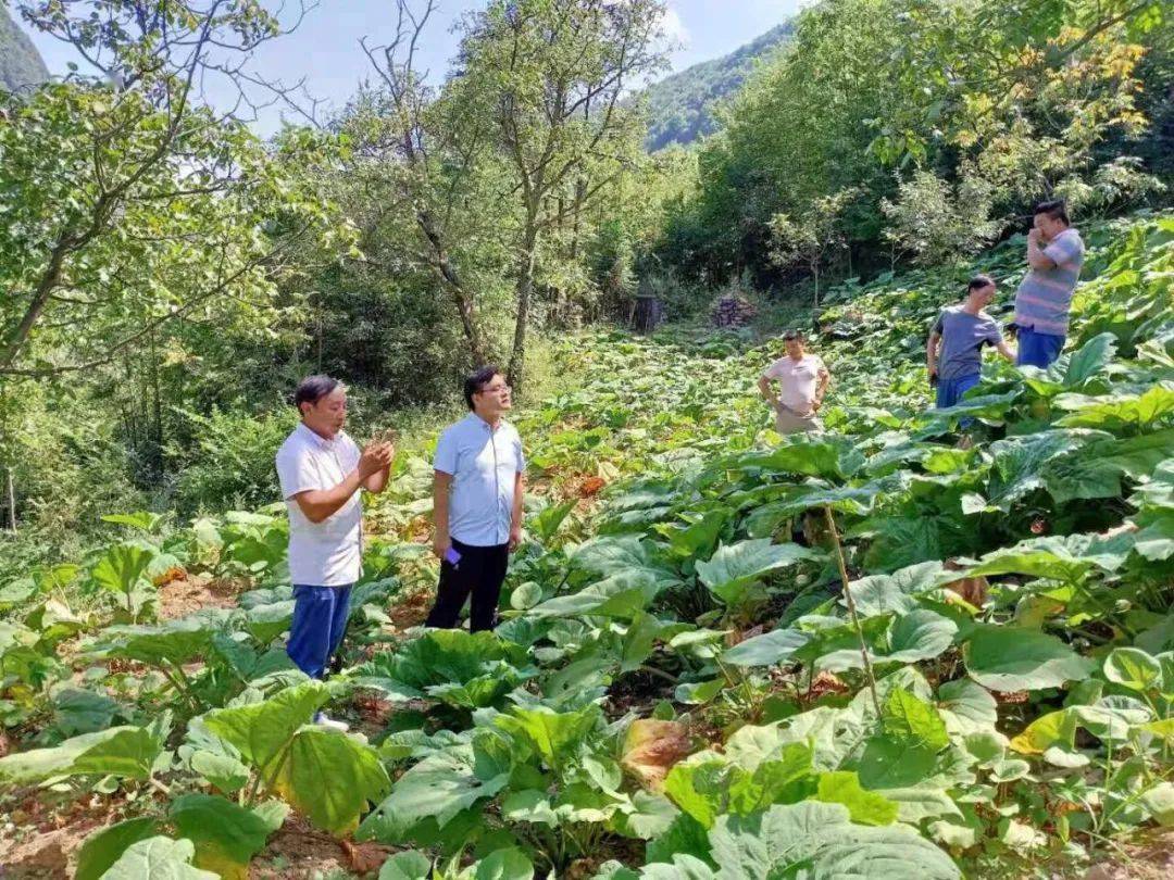 脱贫典型余成发立志斩穷根致富又带贫