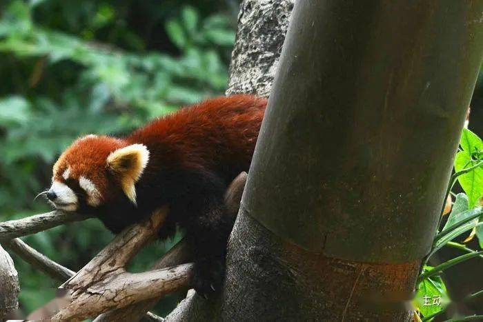 树上小熊猫装饰 32fbba70317d43f6ae2a2b779709bb34.jpeg