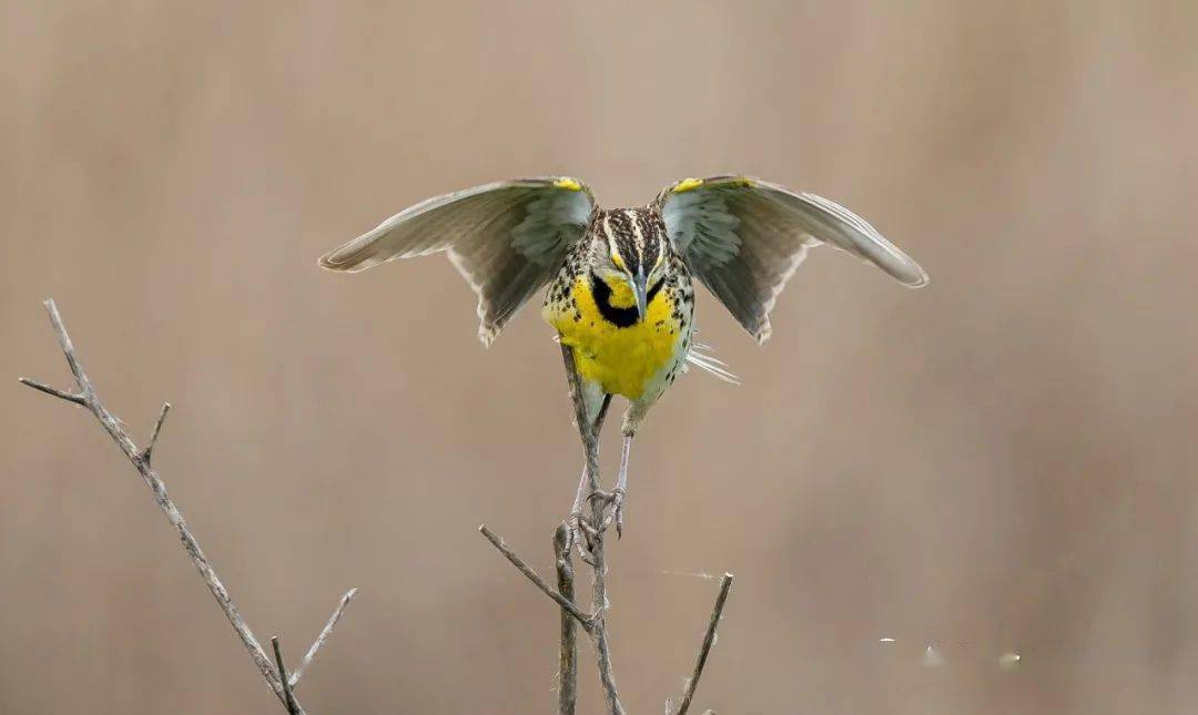 物种图册西草地鹨