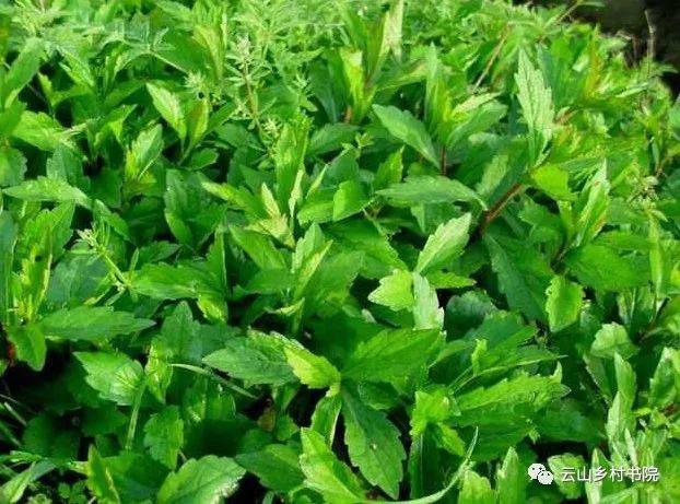 云山周刊丨云山儿童中草药科普系列赵公山中草药志14