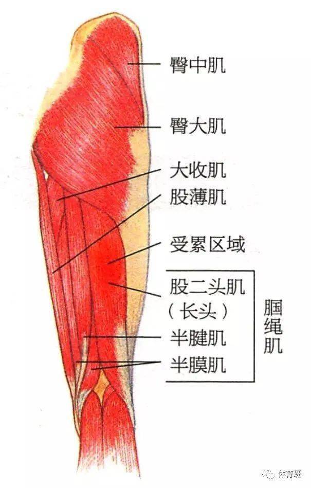 大腿肌肉名称分布图图片