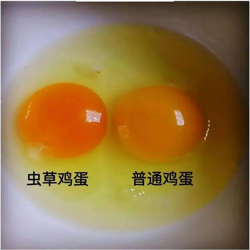 虫草鸡蛋(笨鸡蛋)营养丰富.