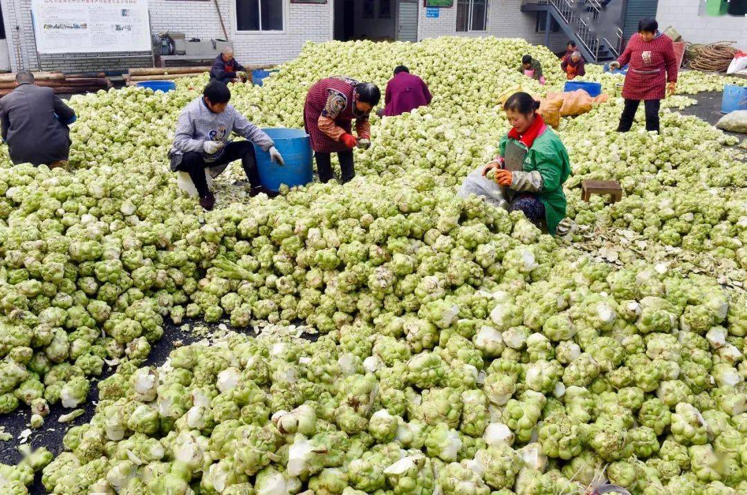 160万吨青菜头进入收砍季打望中国榨菜第一村