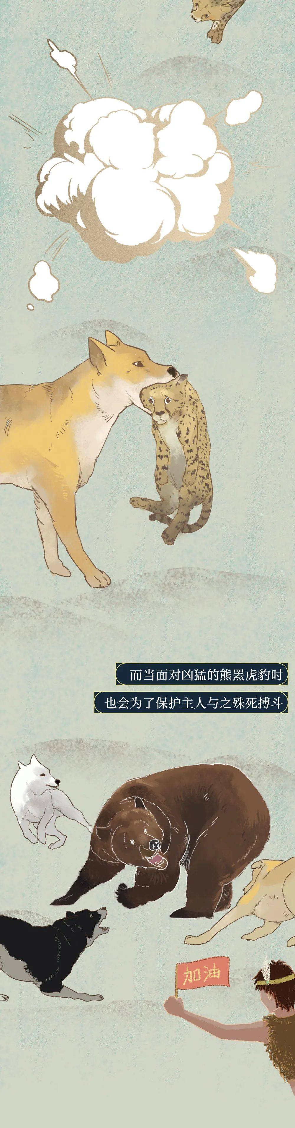 你憑什麼看不起中國土狗？ 萌趣萌寵 第4张