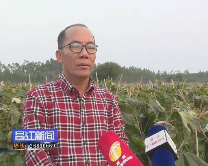 海尾镇大安村党支部书记 陈义宏【开始都没有人种