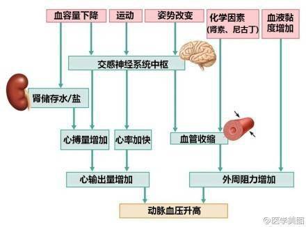 高血压发病机制中的三个确切因素:肾素-血管紧张素-醛固酮系统(raas)