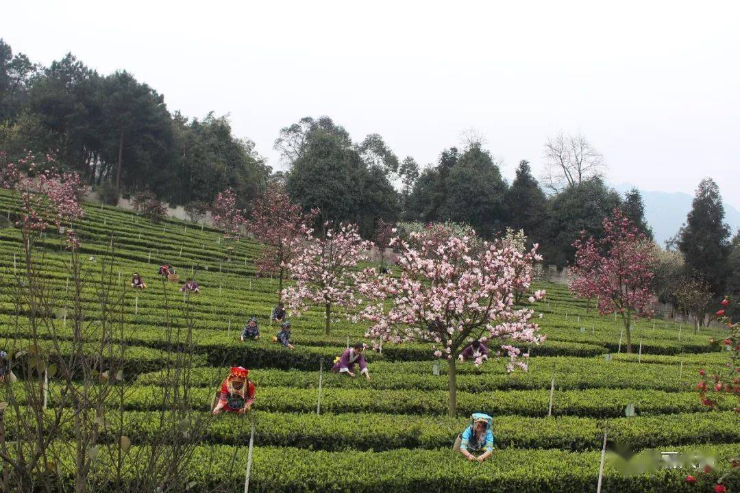 茶葉園區區域茶葉核心基地3000畝這裡有以早白尖紅茶第一莊園茶香花海