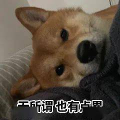 一波柴犬表情包拿好不謝